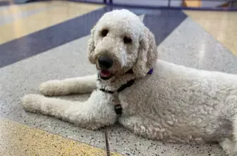 Therapy Dog Thursday - Teddy